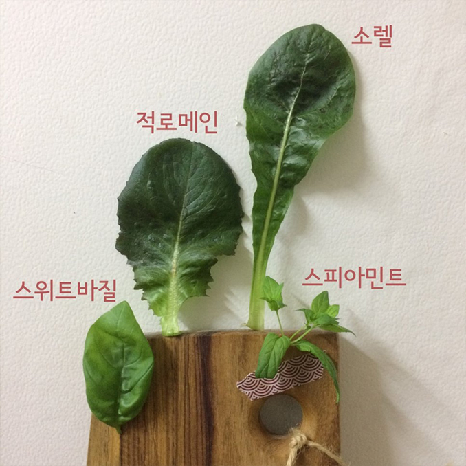 싹 받아 쏙 꽂으면 쑥 자라는 식물재배기!! 